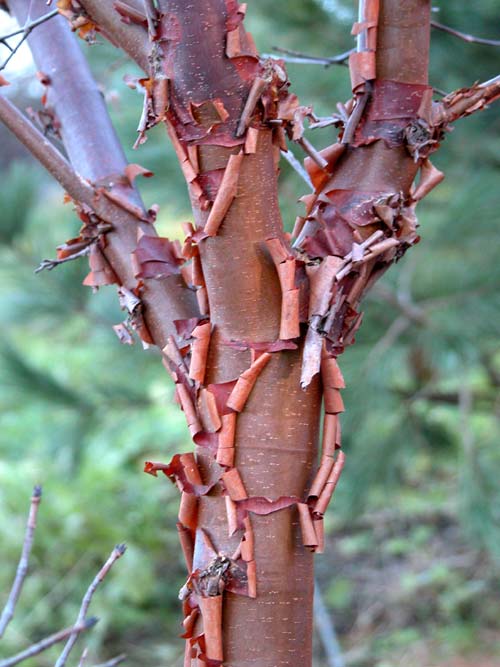 acer griseum 09