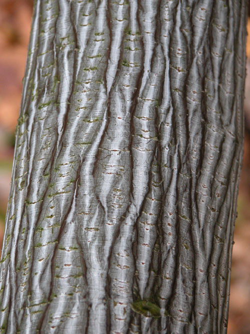 acer grosseri 01