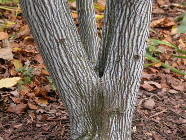 acer grosseri 04