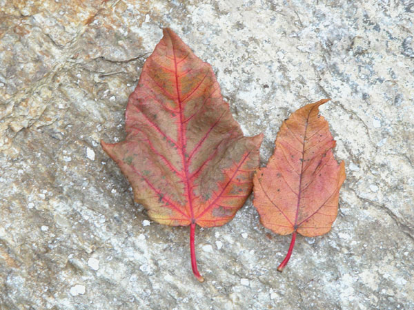 acer grosseri 05