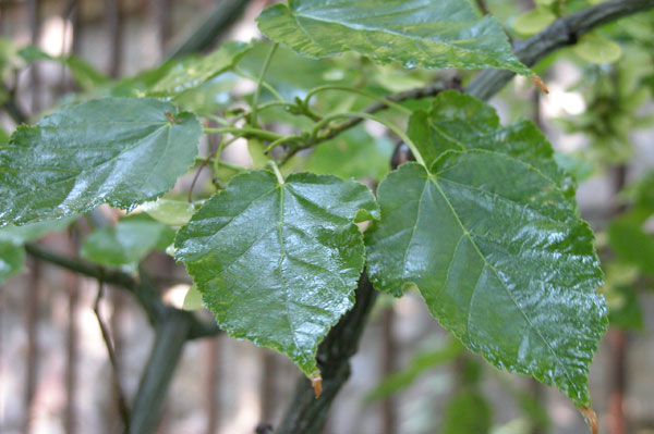 acer grosseri 06