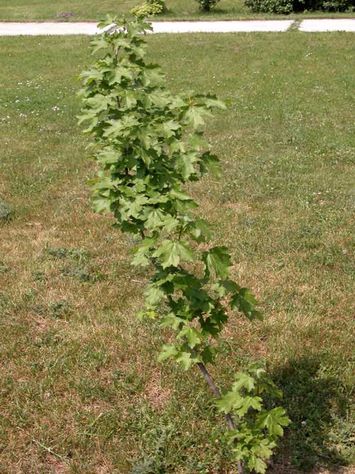 acer hyrcanum 01