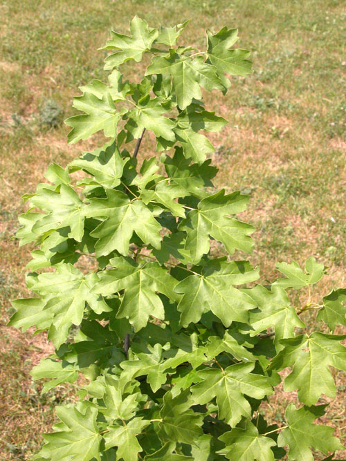 acer hyrcanum 02
