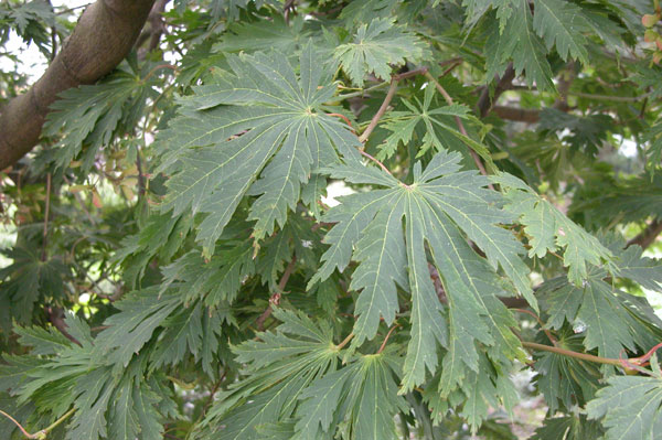 acer japonicum aconitifolium 01
