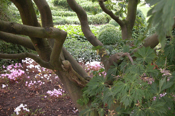 acer japonicum aconitifolium 02