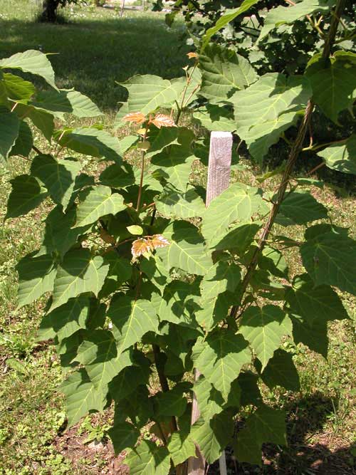 acer laxilflorum 02