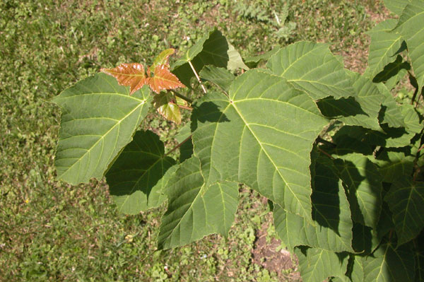 acer laxilflorum 03