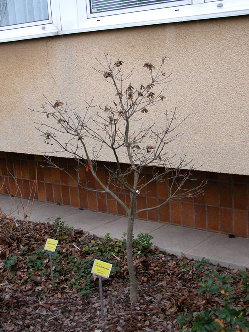 acer maximowiczianum 03