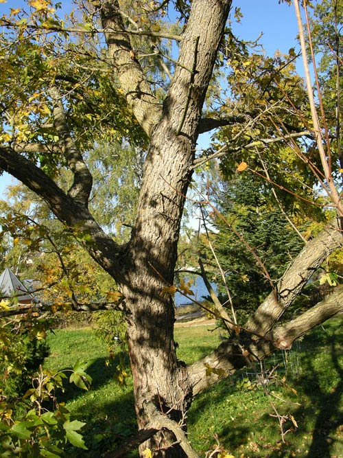 acer miyabei 03