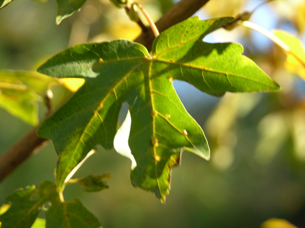 acer miyabei 04