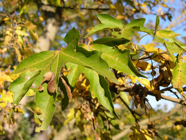 acer miyabei 05