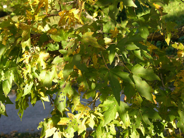 acer miyabei 06