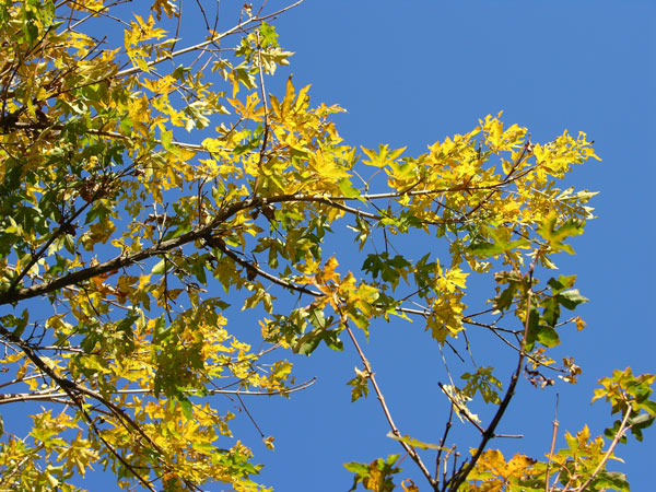 acer miyabei 07