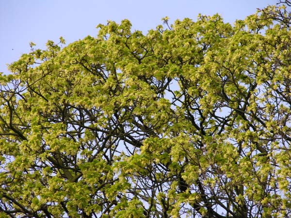 acer obtusatum 01