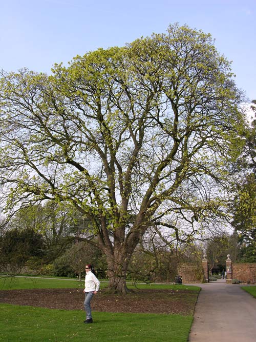 acer obtusatum 02