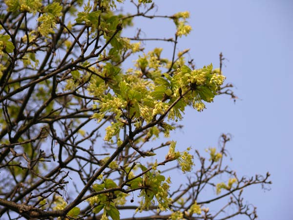 acer obtusatum 03