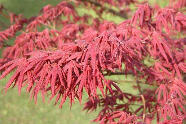 acer palmatum 02