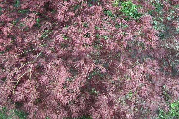 acer palmatum 03