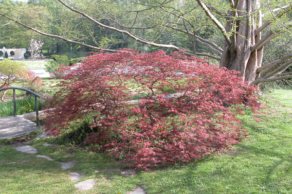 acer palmatum 04