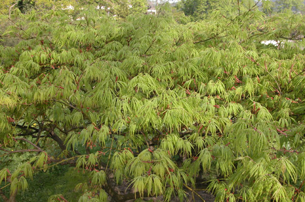 acer palmatum 05