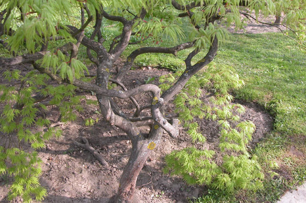 acer palmatum 06