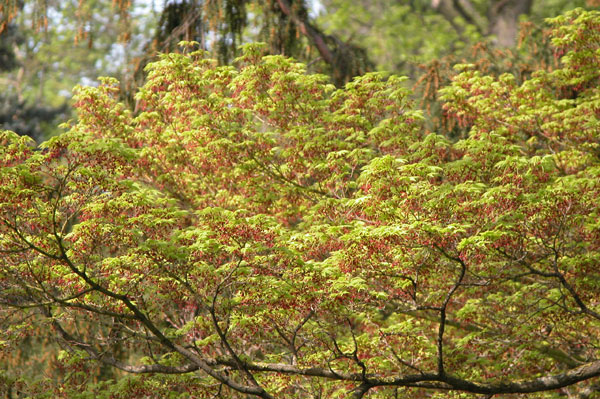 acer palmatum 07