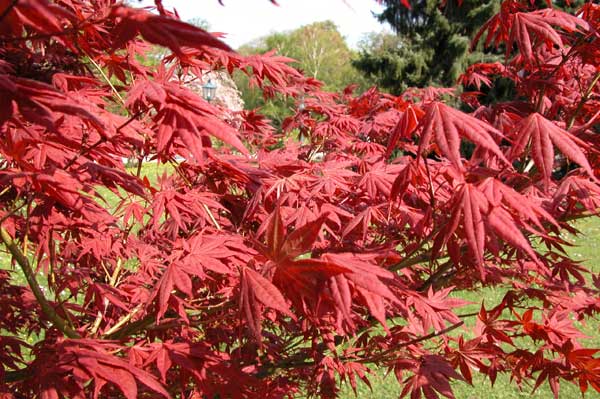 acer palmatum 08