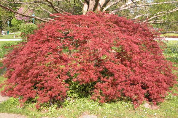 acer palmatum 09