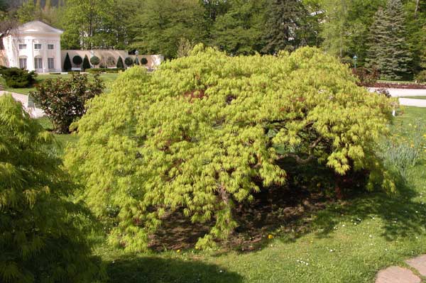 acer palmatum 10