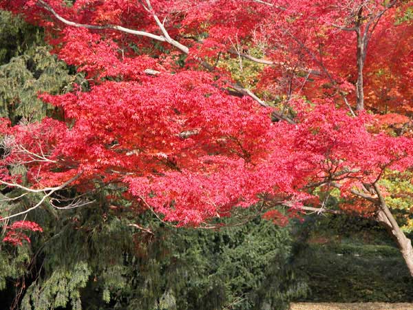 acer palmatum 11