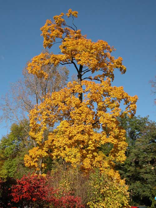 acer platanoides 02