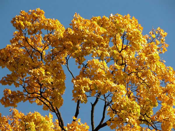 acer platanoides 03