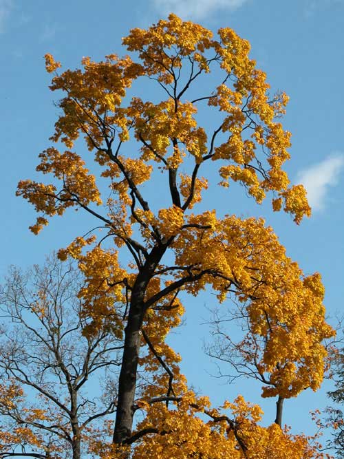 acer platanoides 04