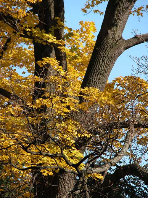 acer platanoides 05
