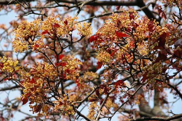 acer platanoides 06