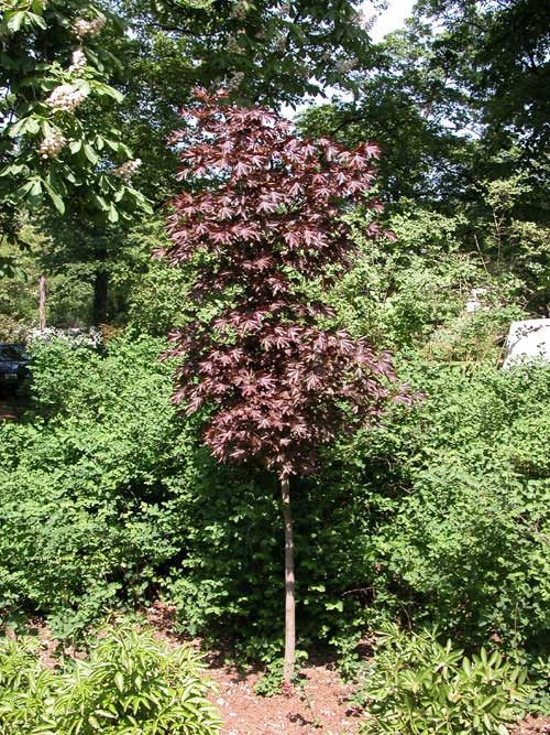 acer platanoides 07
