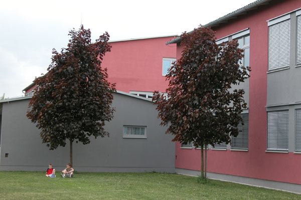 acer platanoides 08