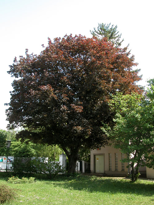 acer platanoides 09