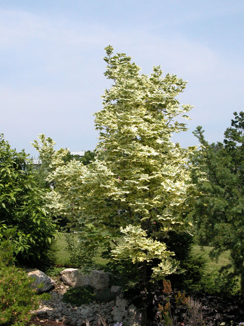 acer platanoides 11