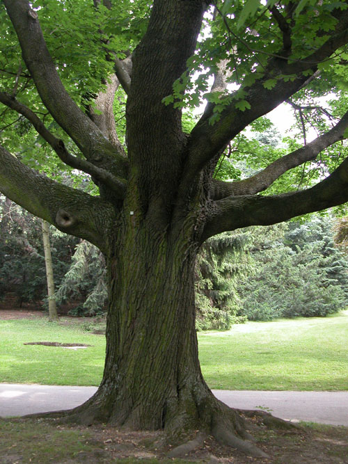 acer platanoides 12
