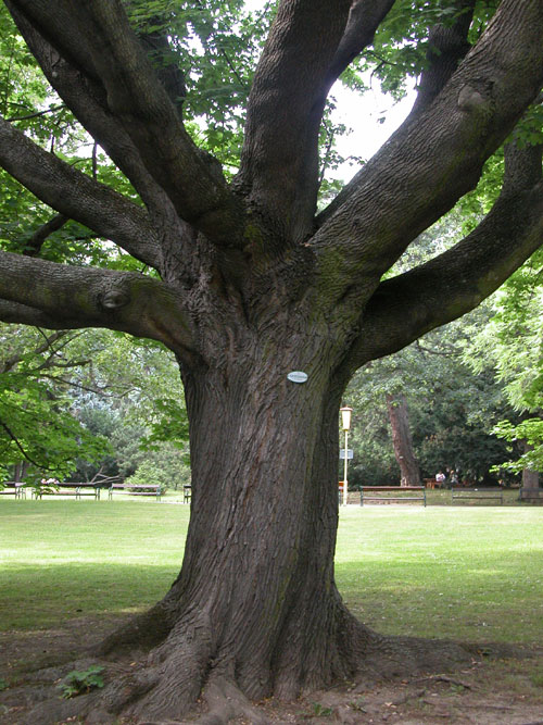 acer platanoides 13