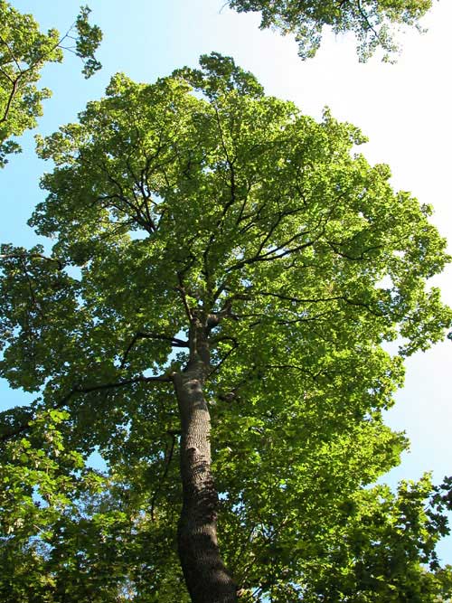 acer platanoides 14