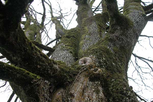 acer platanoides 15