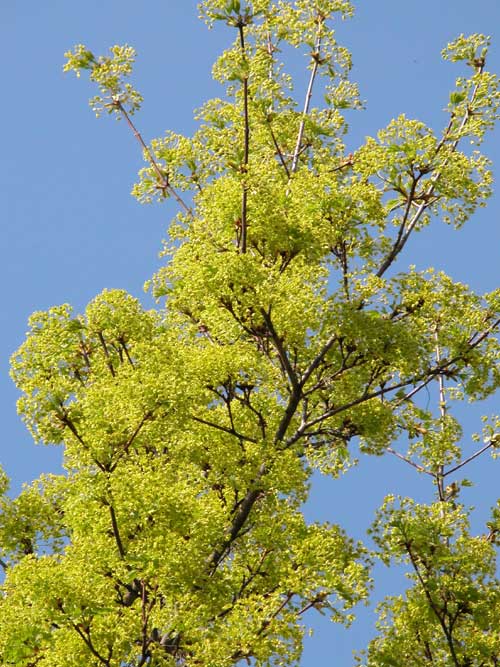 acer platanoides 16