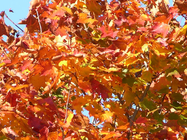 acer platanoides 18
