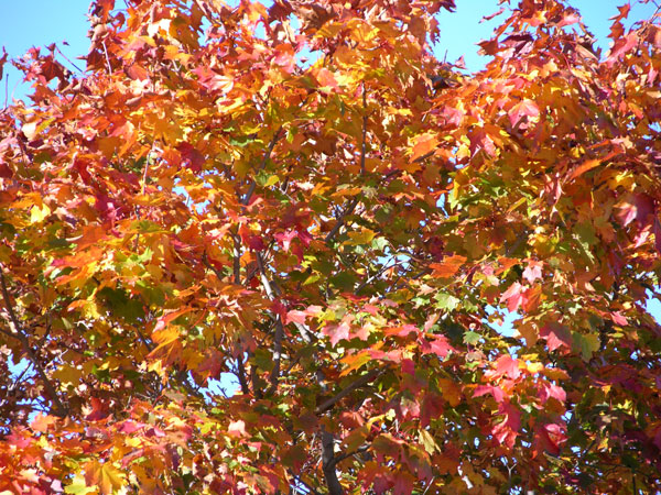 acer platanoides 19