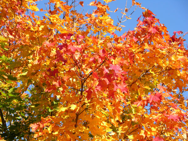 acer platanoides 20