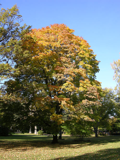 acer platanoides 21