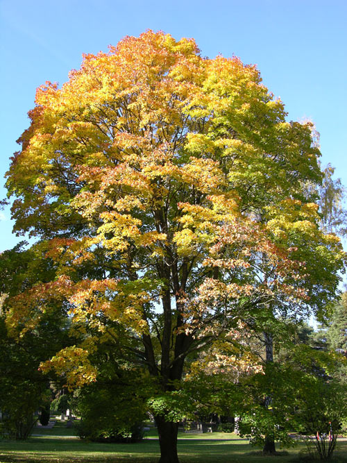 acer platanoides 22