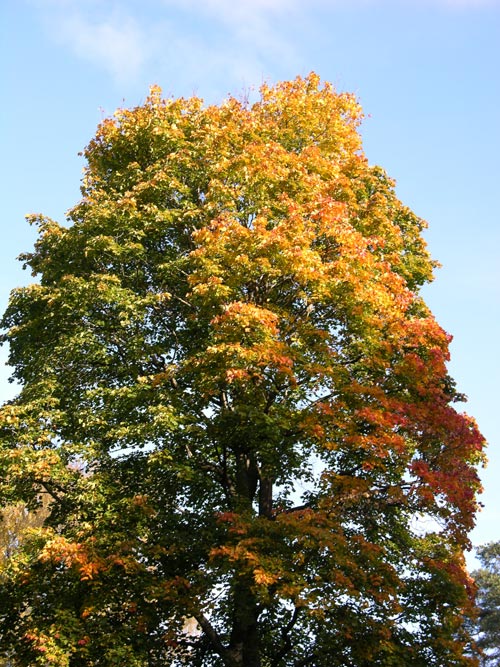 acer platanoides 23